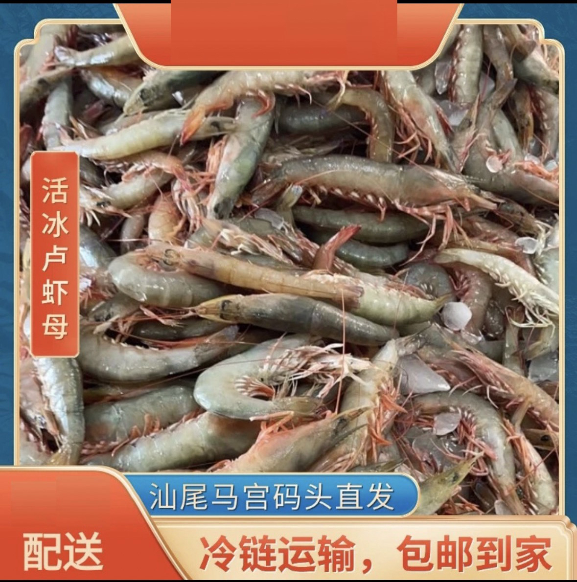 广东汕尾马宫本港野生海卢虾