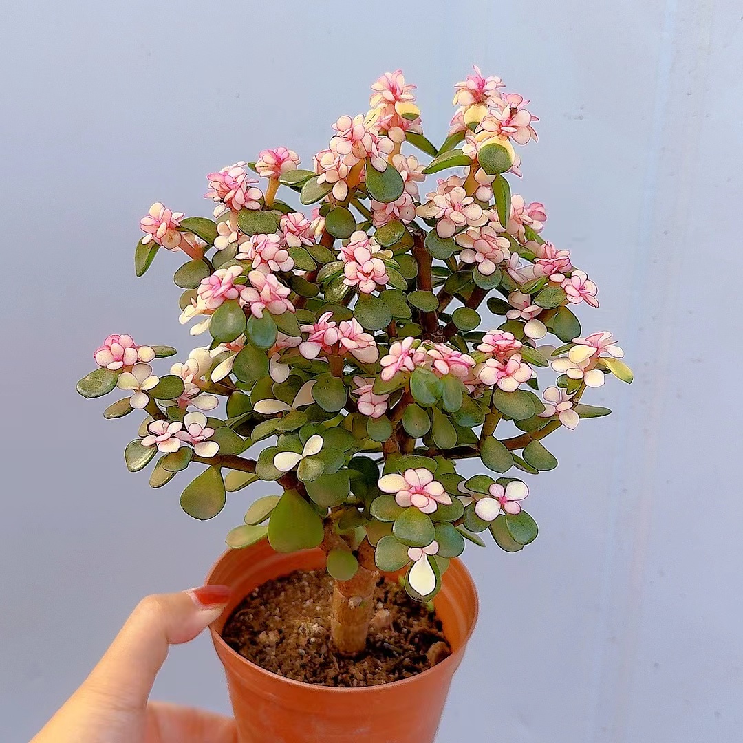 【七彩家 金枝玉叶买一送一 多肉植物】脱土发货  喜水 可水培