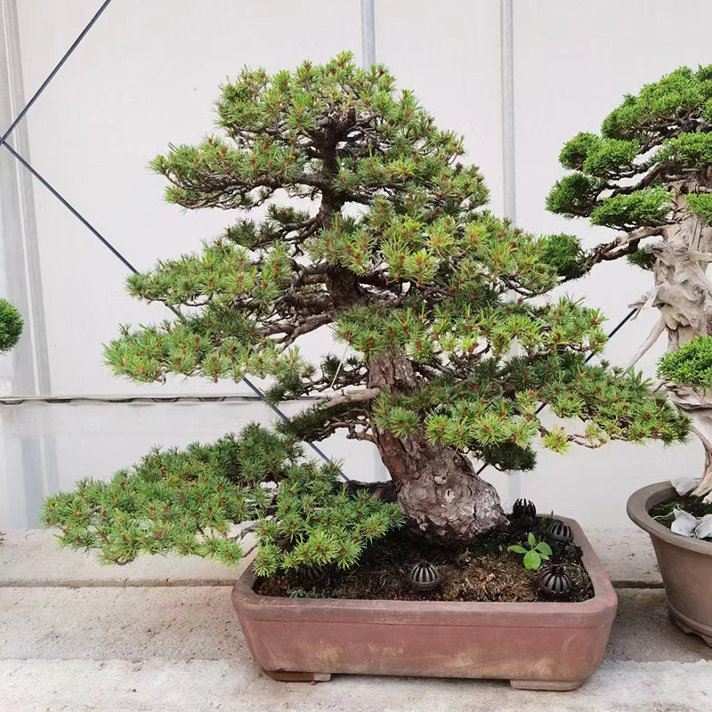 黑松树造型盆景树桩石化桧日本进口盆景杜鹃五针松红枫石榴罗汉松