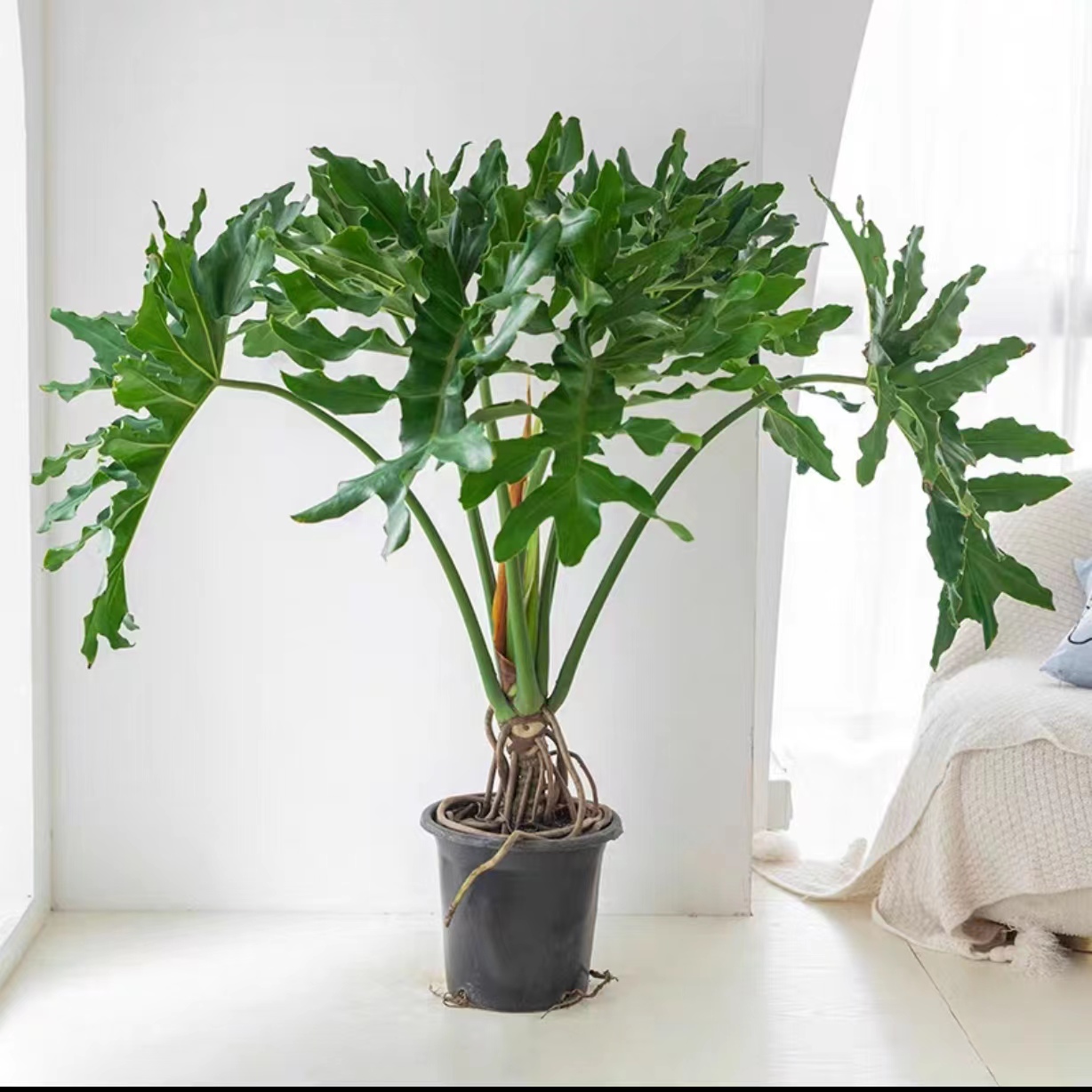 1.4-1.6m老桩龙鳞春羽水培土培植物室内绿植客厅净化空气办公室