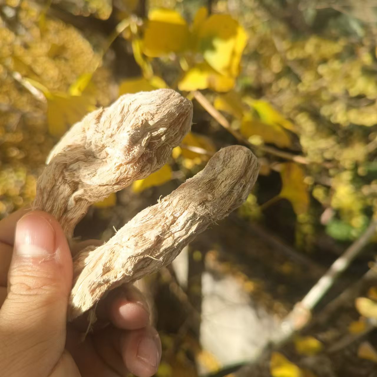 1【土-天-麻】净含量：250-500g【小田现收】