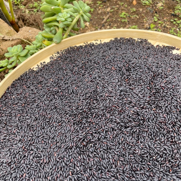 小五专属福利【农家黑米】净重2斤