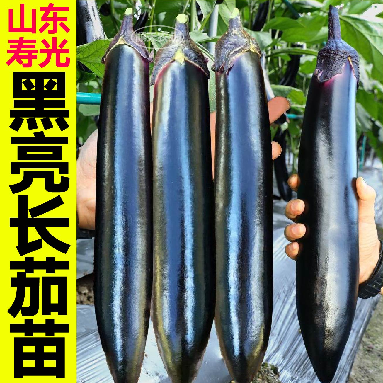 高产口感好黑亮长茄苗秧苗四季盆栽紫黑长茄圆茄竹丝茄杭茄种子籽