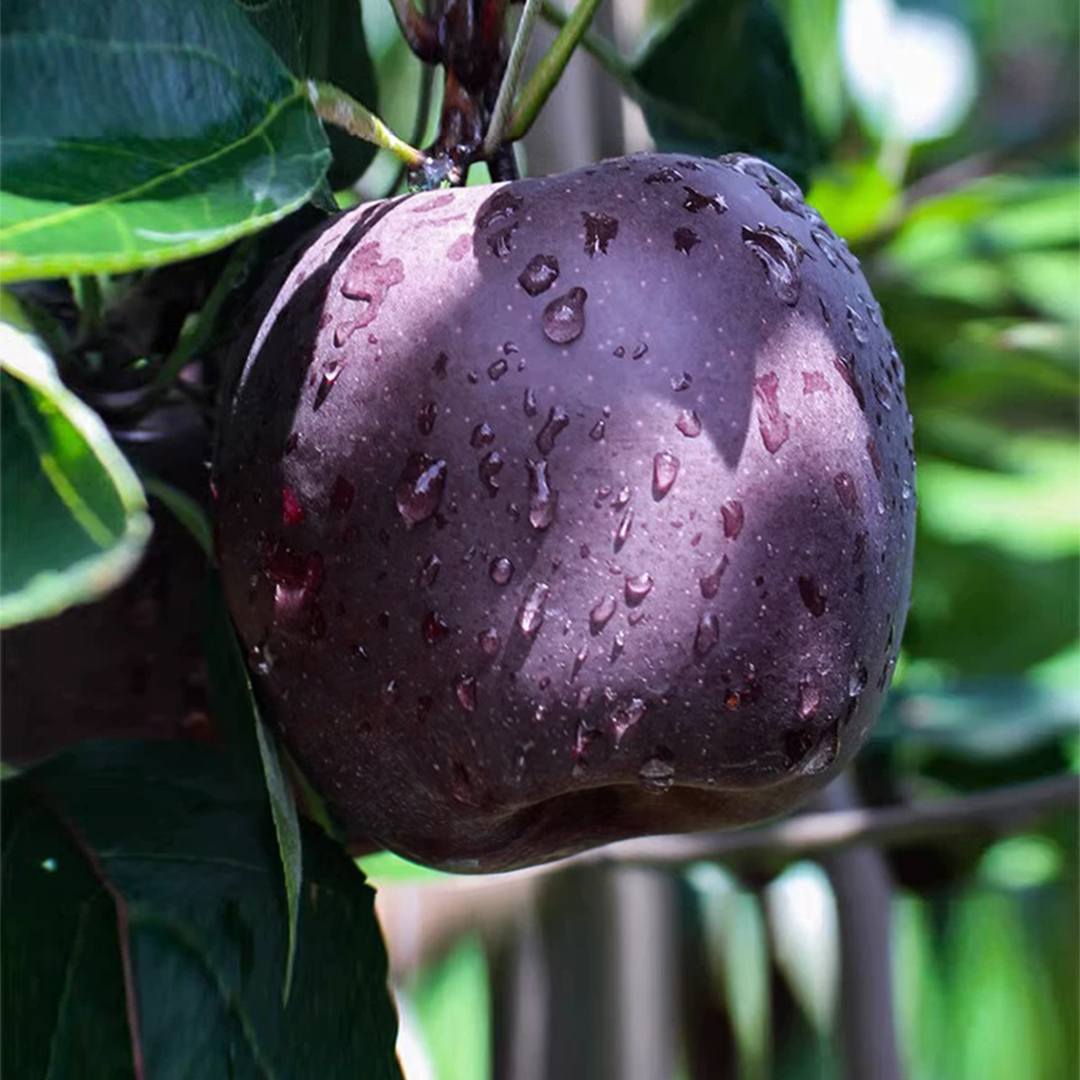 鲜果欢黑钻苹果普通装天水黑卡苹果脆面两吃包邮坏果包赔 
