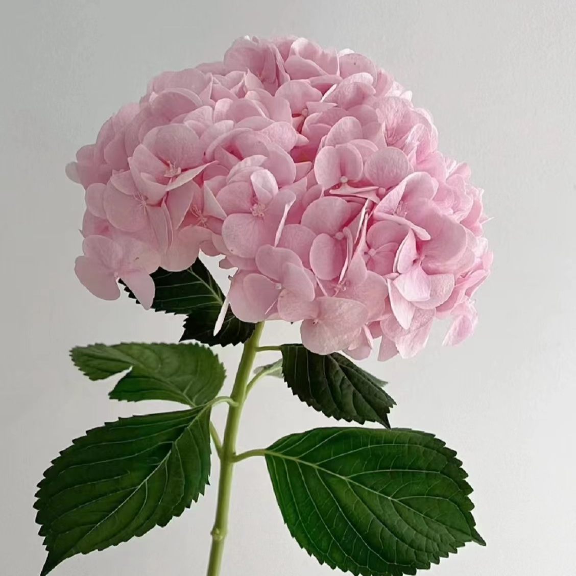 【816】一箱鲜花包邮—玫瑰鲜花组合家养新鲜花材——发货后不支持退款