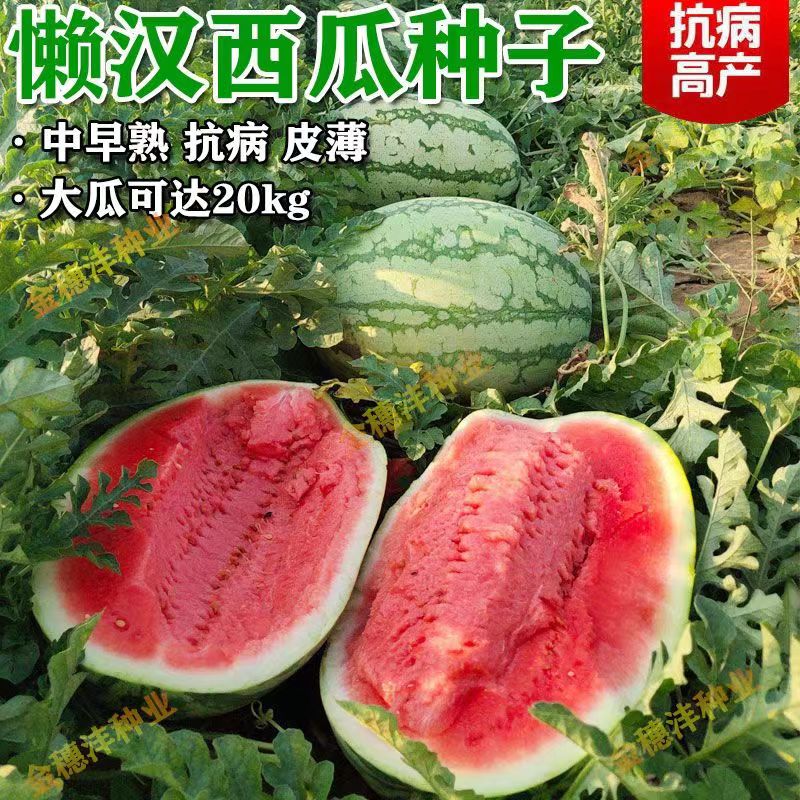 懒汉瓜王西瓜种子当季菜园大棚特大超大椭圆形甜西瓜种籽坐果超多