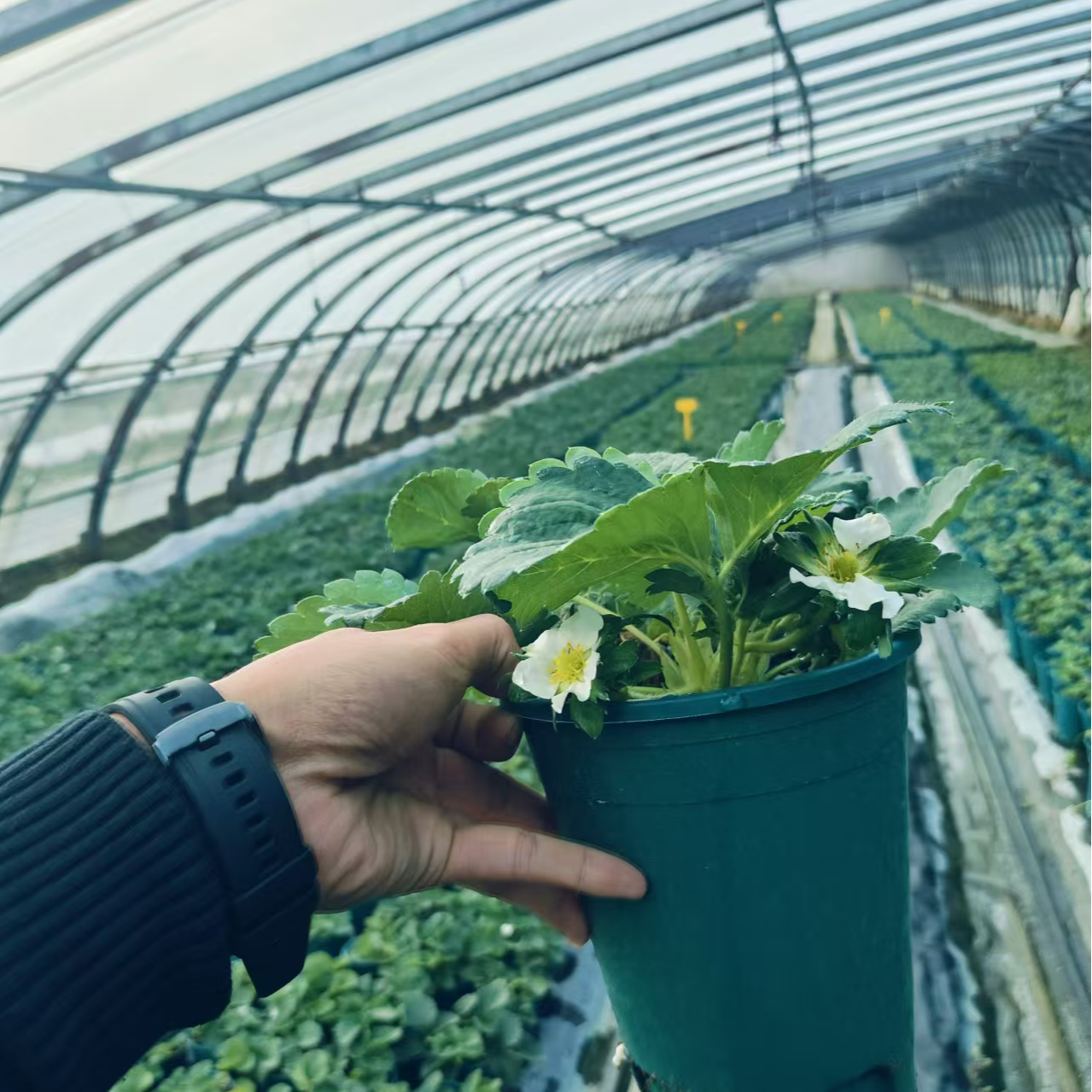 草莓盆栽【原土基质10L】