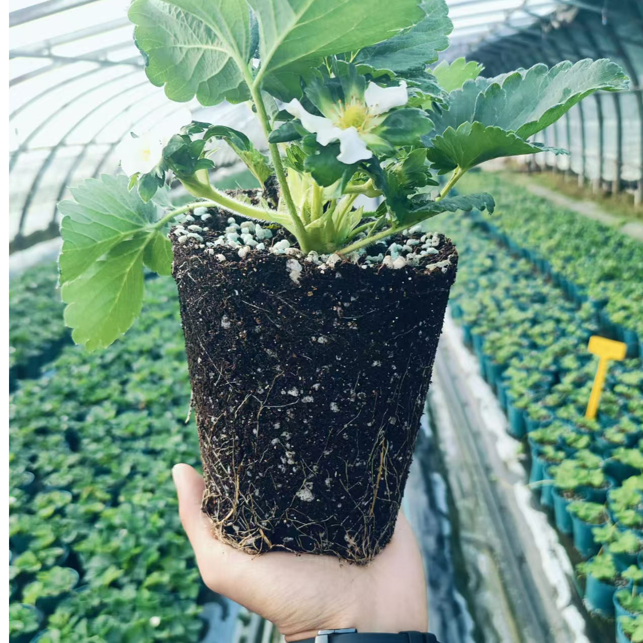 小甜宝草莓苗盆栽【头茬原盆原土】