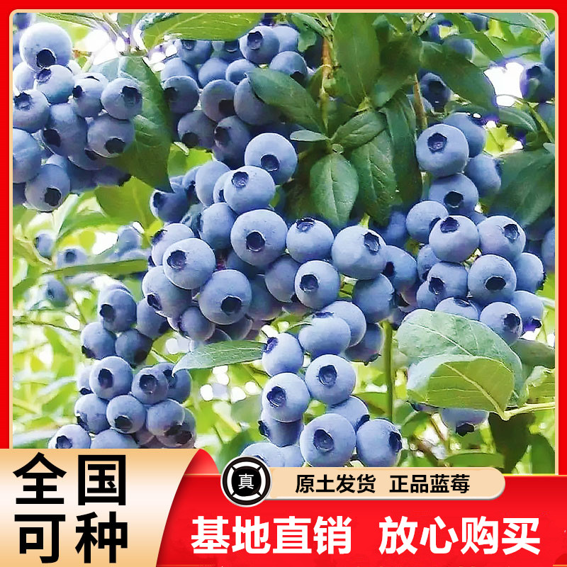 【带果蓝莓苗】L25蓝莓果树苗蓝莓苗盆栽地栽果苗南北方种植苗
