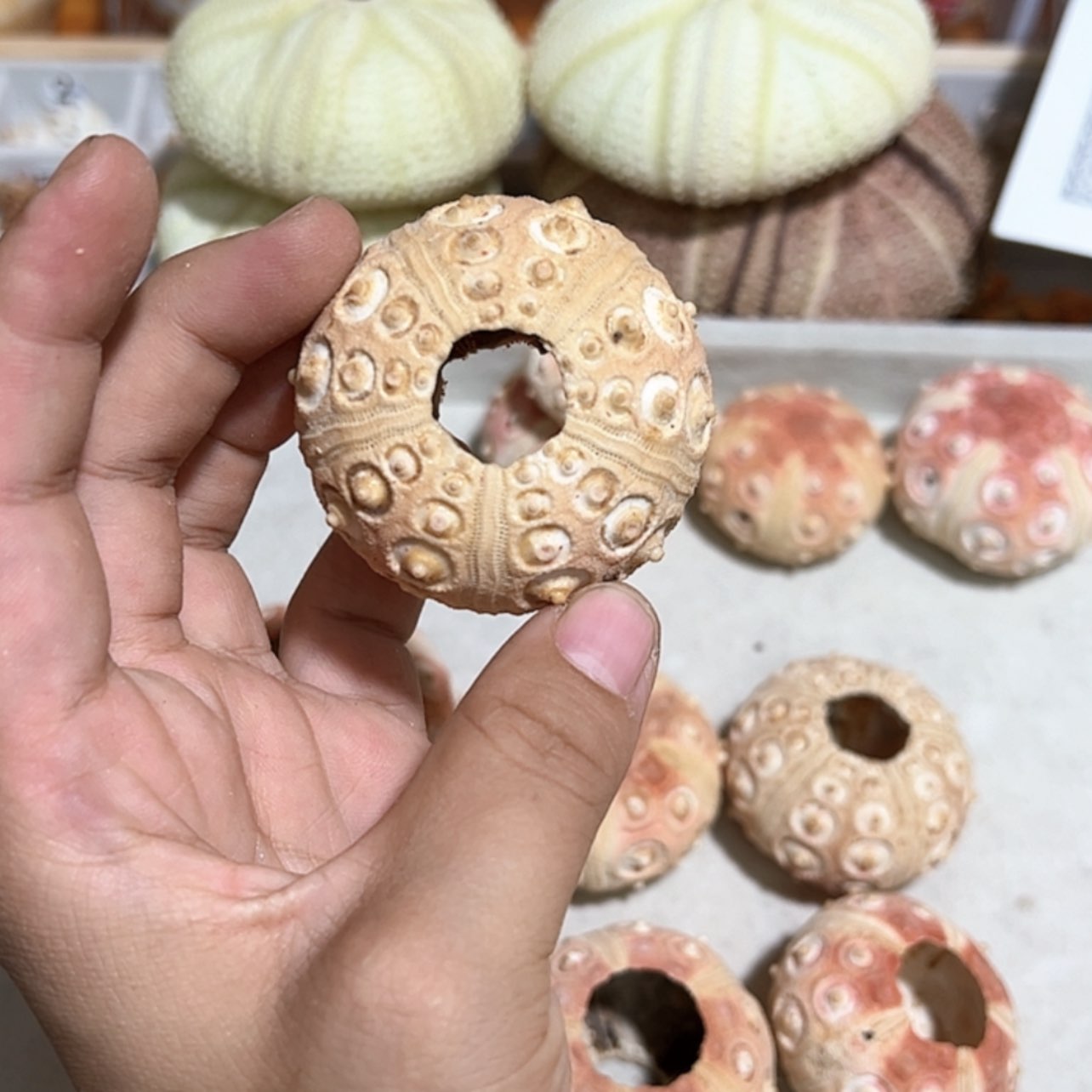【闪购商品】玻璃茶盏23