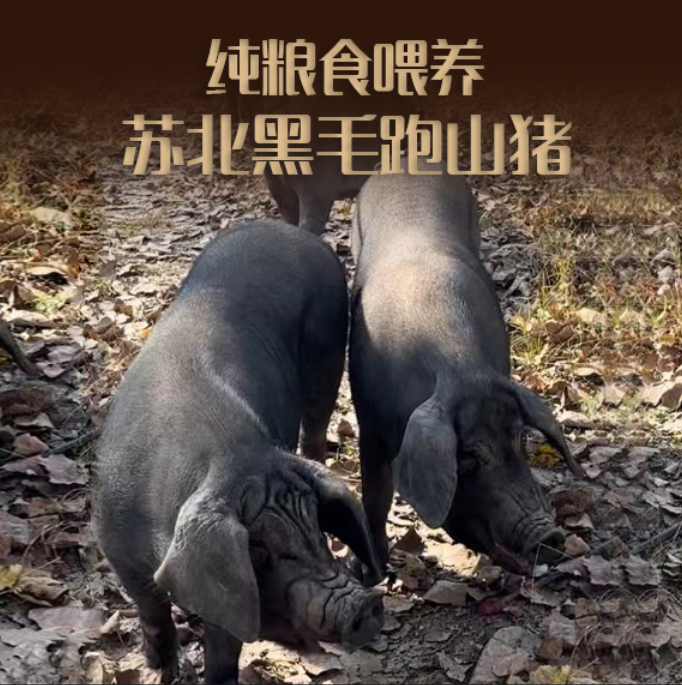 【山哥生鲜】改价拍苏北山林黑毛猪改山猪运输放心保鲜价