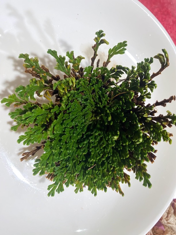 【土特产】 冰雪之花净含量250g-1000g