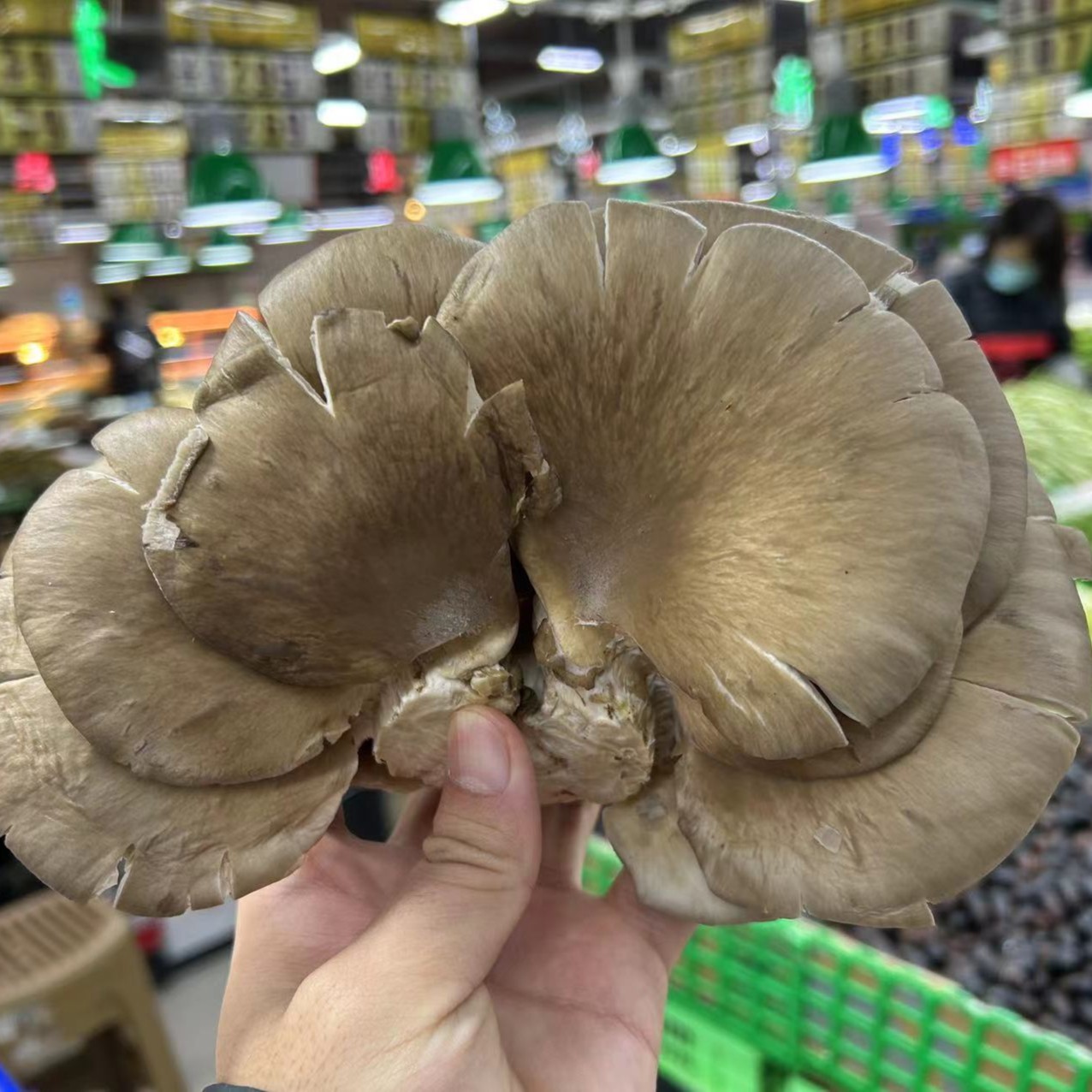 【香橙源优选】鲜蘑 1斤 （蔬菜）