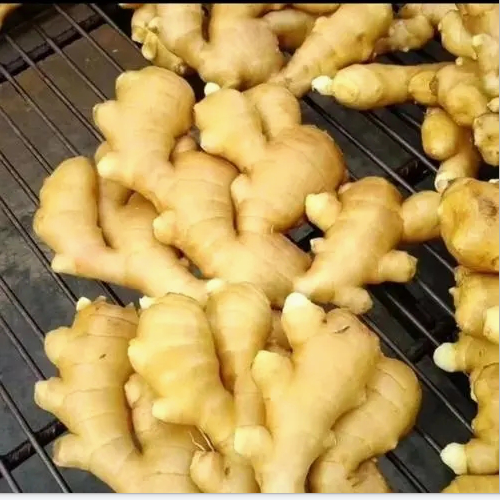 【香橙源优选】生姜 约0.4-0.5斤 （蔬菜）