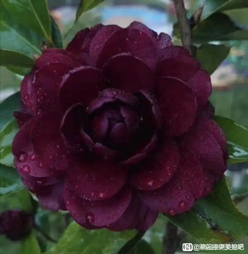 耐冬桩子嫁接三刀均匀的茶花品种超级墨川，长势旺盛，树形完美