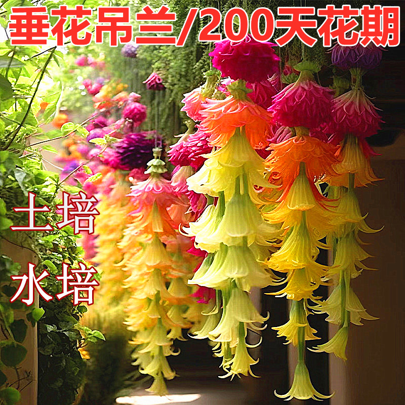 耐寒垂丝吊兰花室内外种植盆栽绿植好养活阳台懒人好养花卉大全