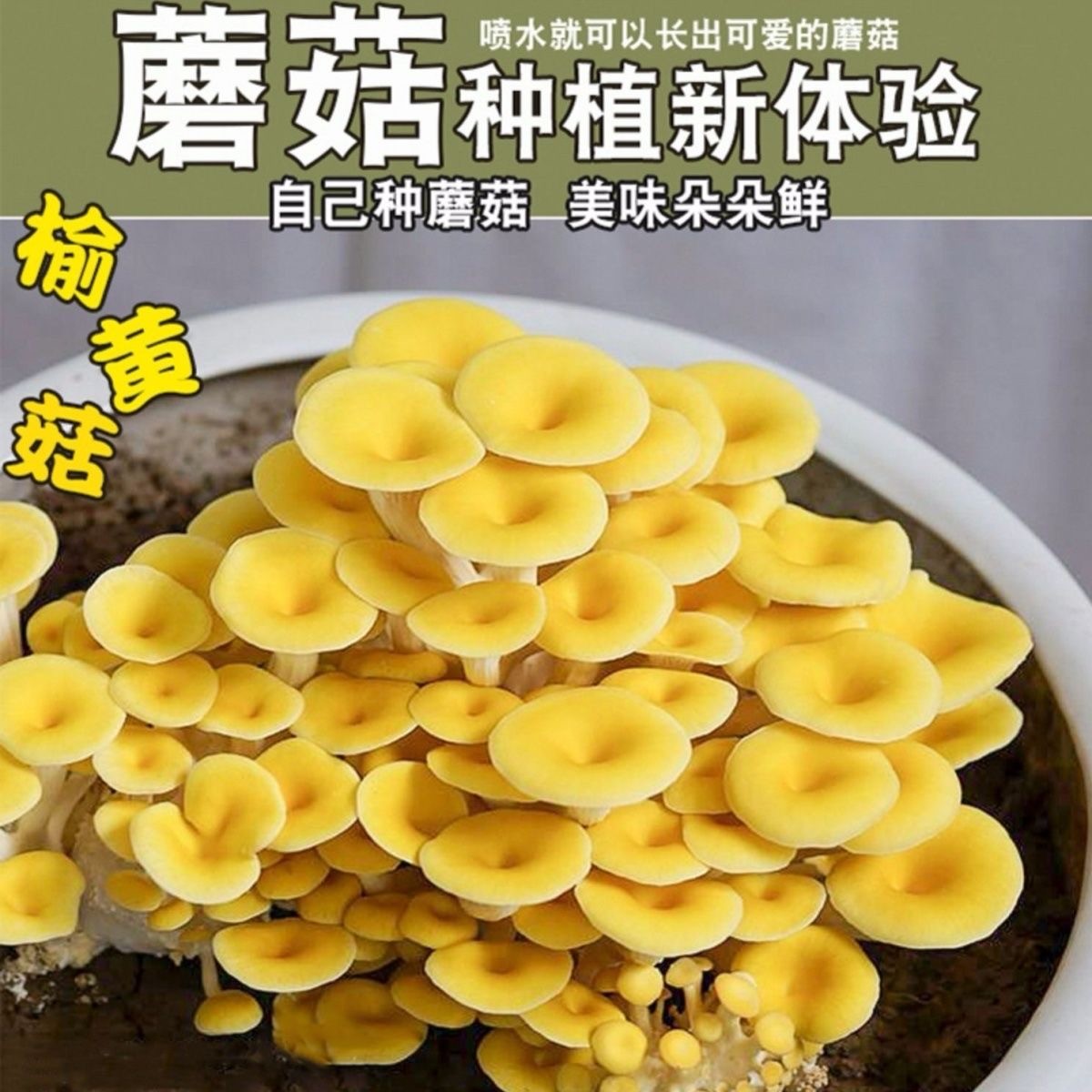 榆黄蘑菇种植菌包阳台种蘑菇多肉植物家庭室内养食用菌盆栽袋桶装