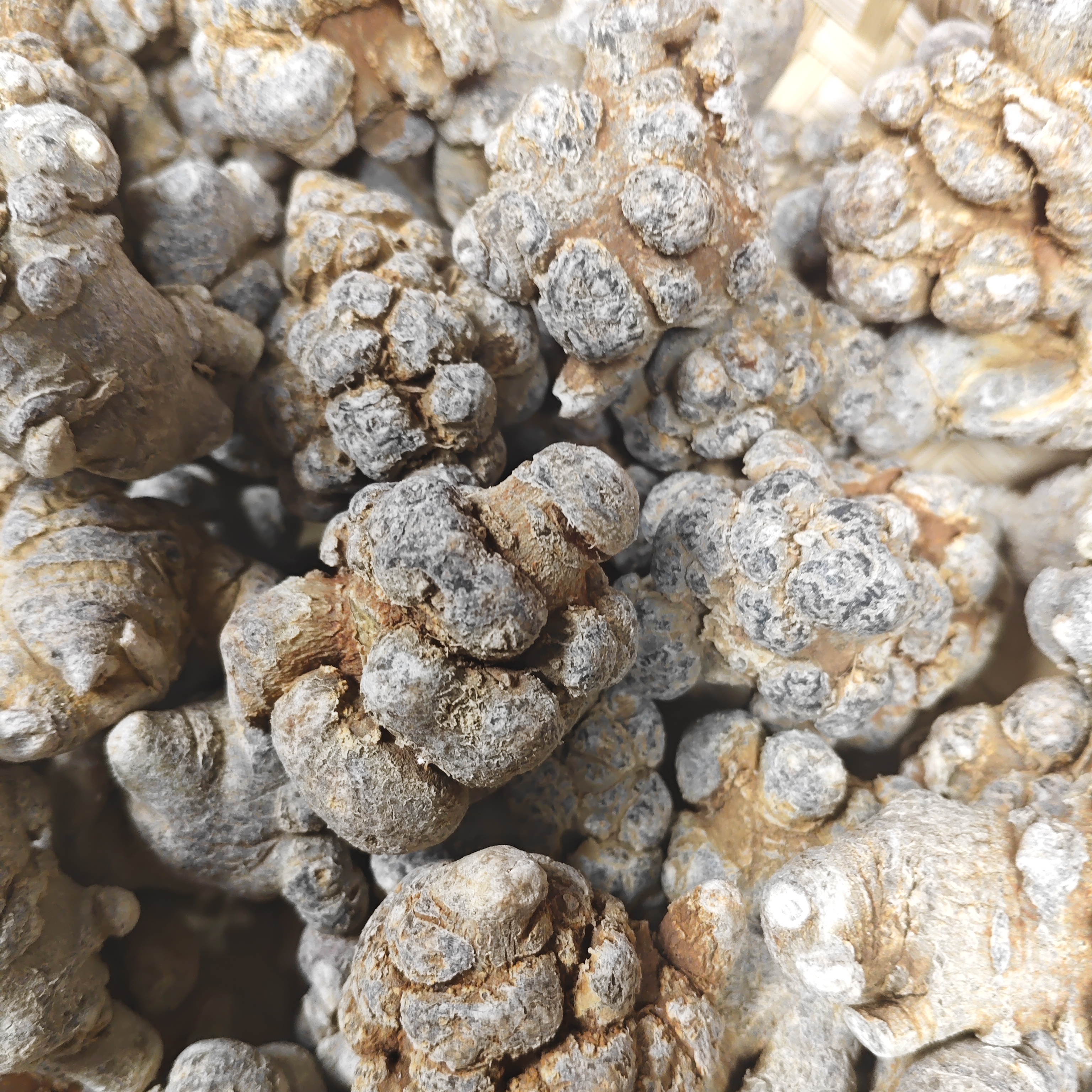 【李支书精选】（30头）云南文山马关特产三七精品推荐