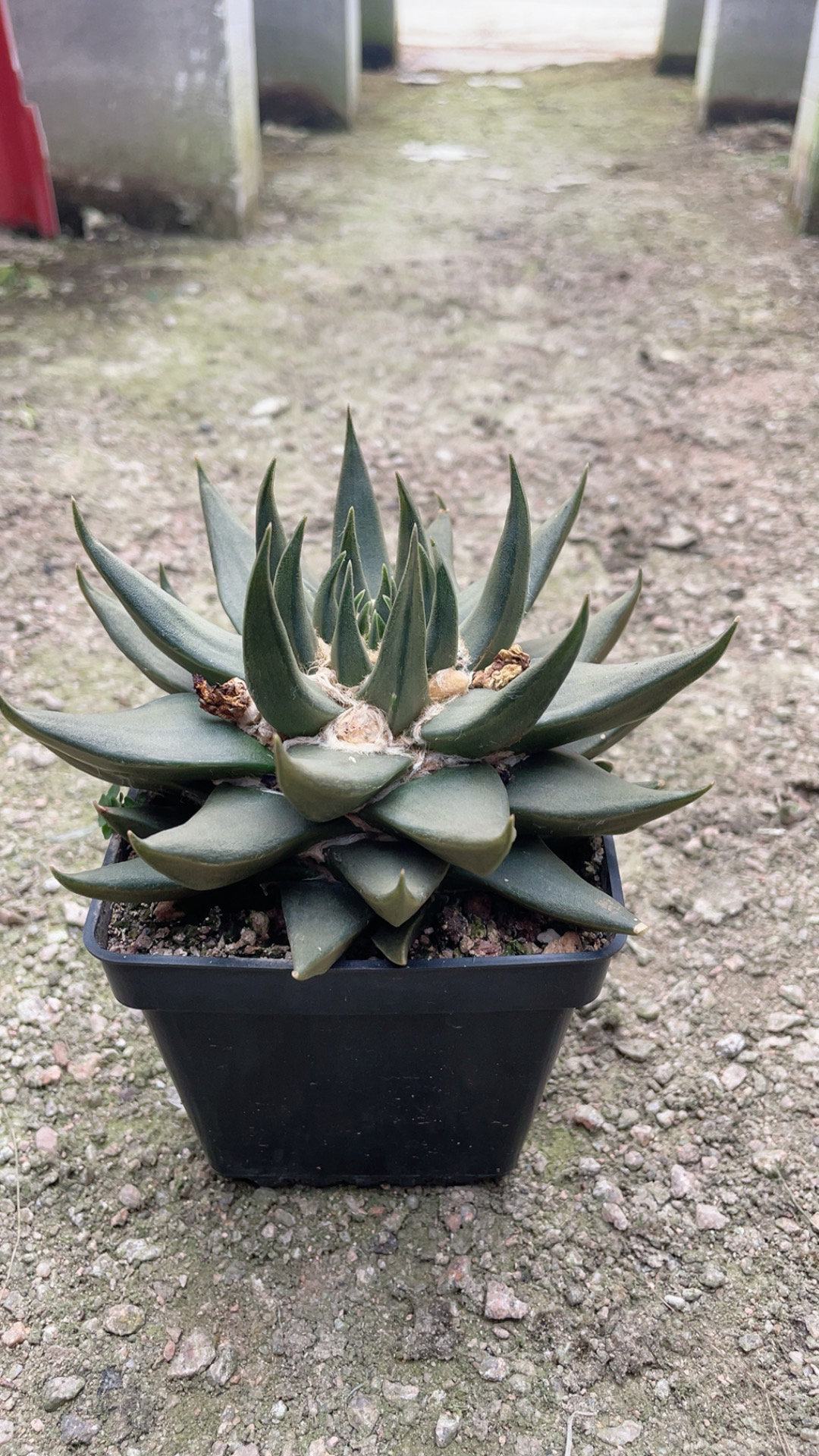 实生龙牙量拍植物