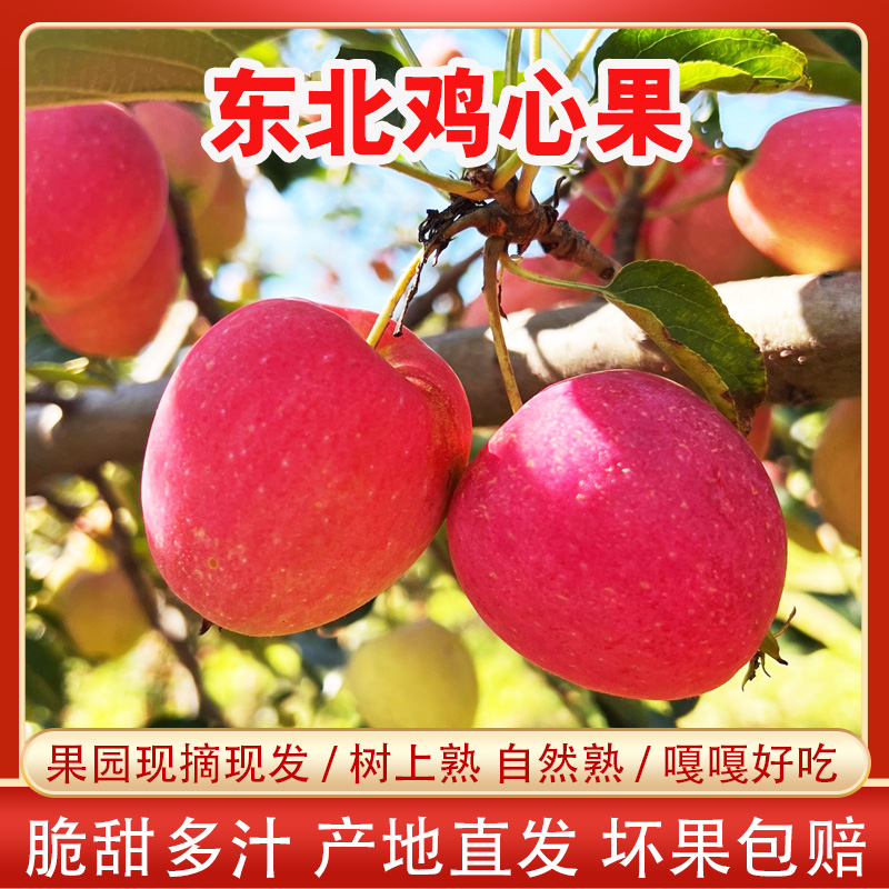 东北鸡心果 象牙山鸡心果 现摘现发脆甜多汁3斤5斤顺丰包邮
