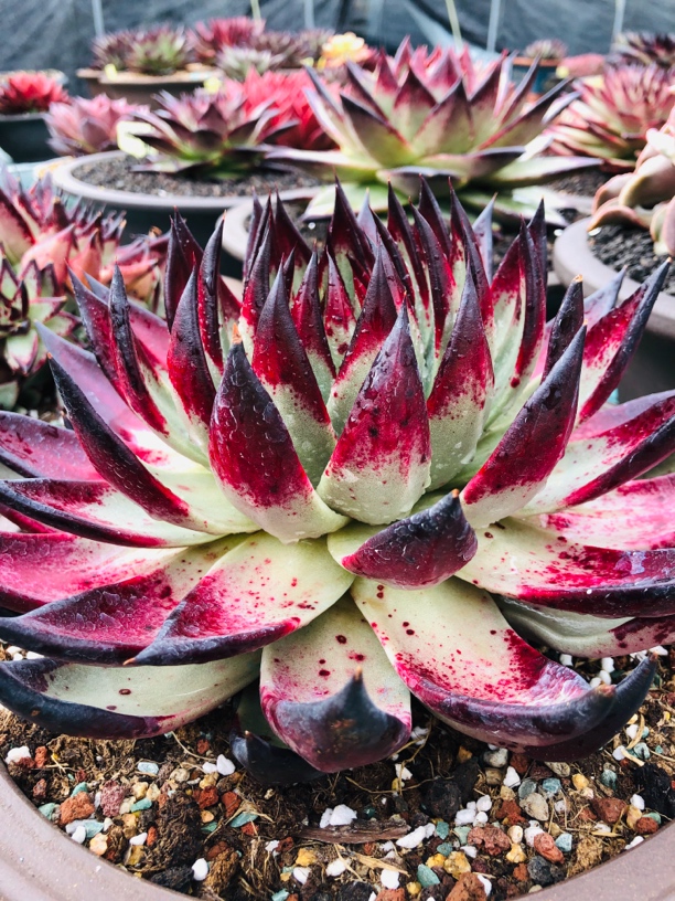 魔王包子乌木优选阳台庭院楼顶绿植盆栽花卉植物