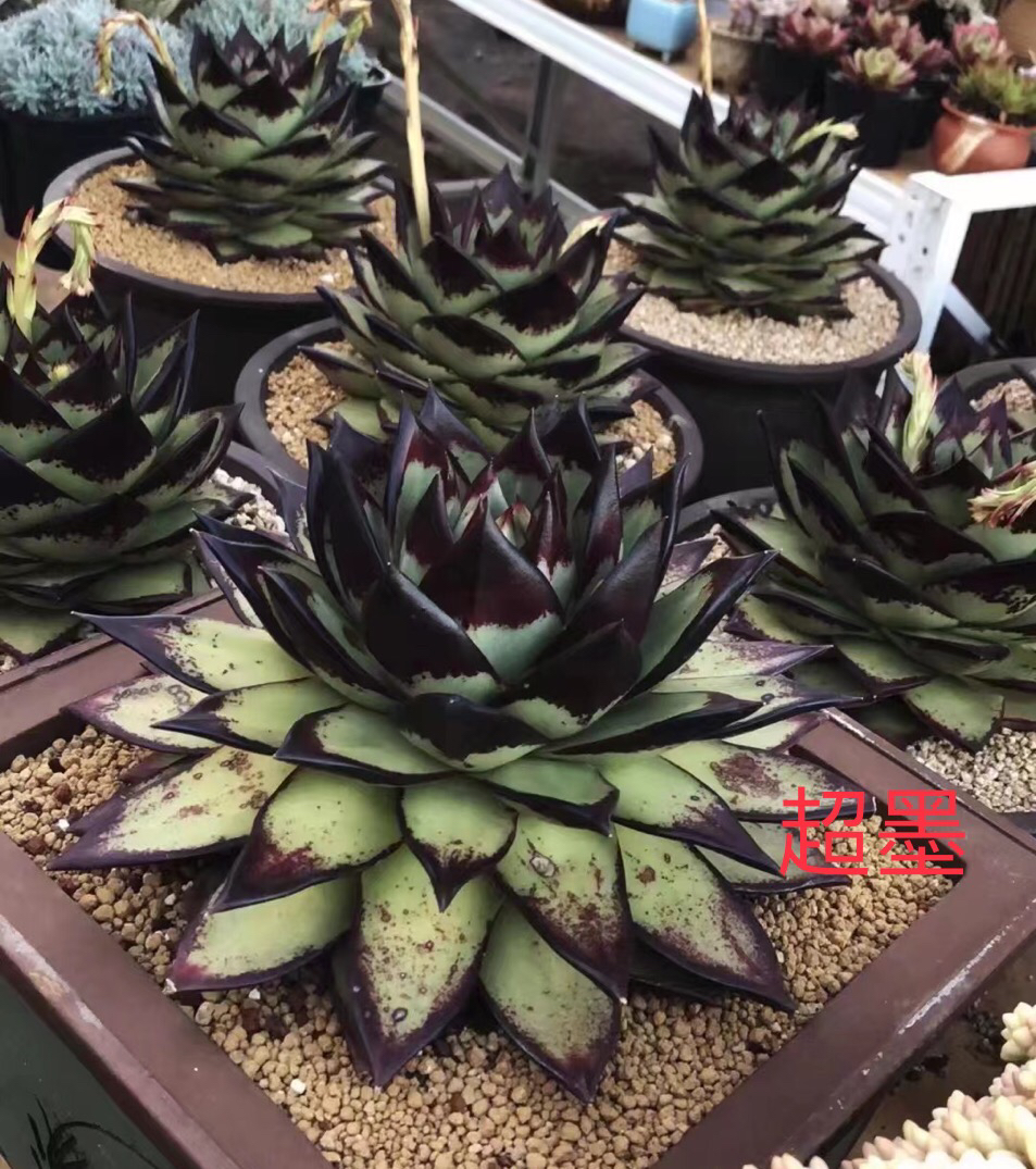 超墨乌木侧芽阳台庭院绿植盆栽花卉植物