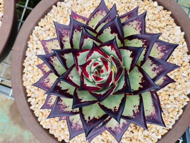 地藏美乌多肉植物