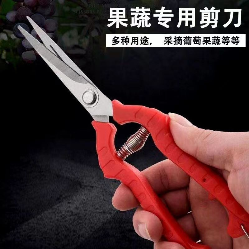 不锈钢稀果剪刀 葡萄剪刀 果把剪刀 园林剪刀工具摘果剪