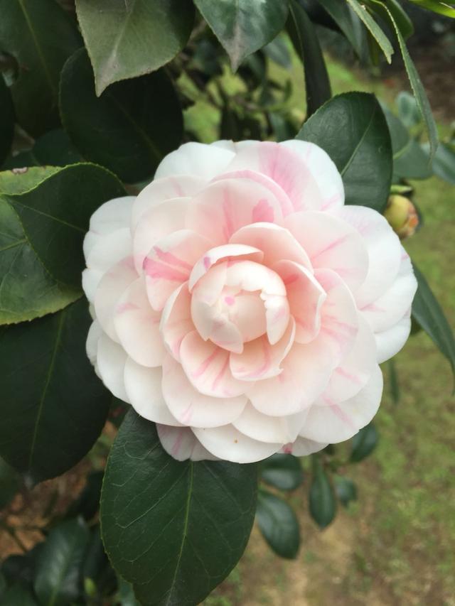 七仙女茶花品种茶花高端茶花稀有茶花