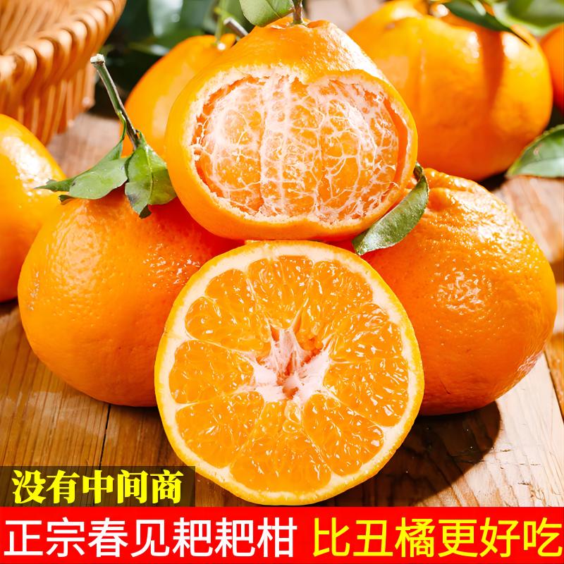 【新店推荐】 四川春见耙耙柑产地直发甜橘子粒大肉多桔柑3-8斤包邮