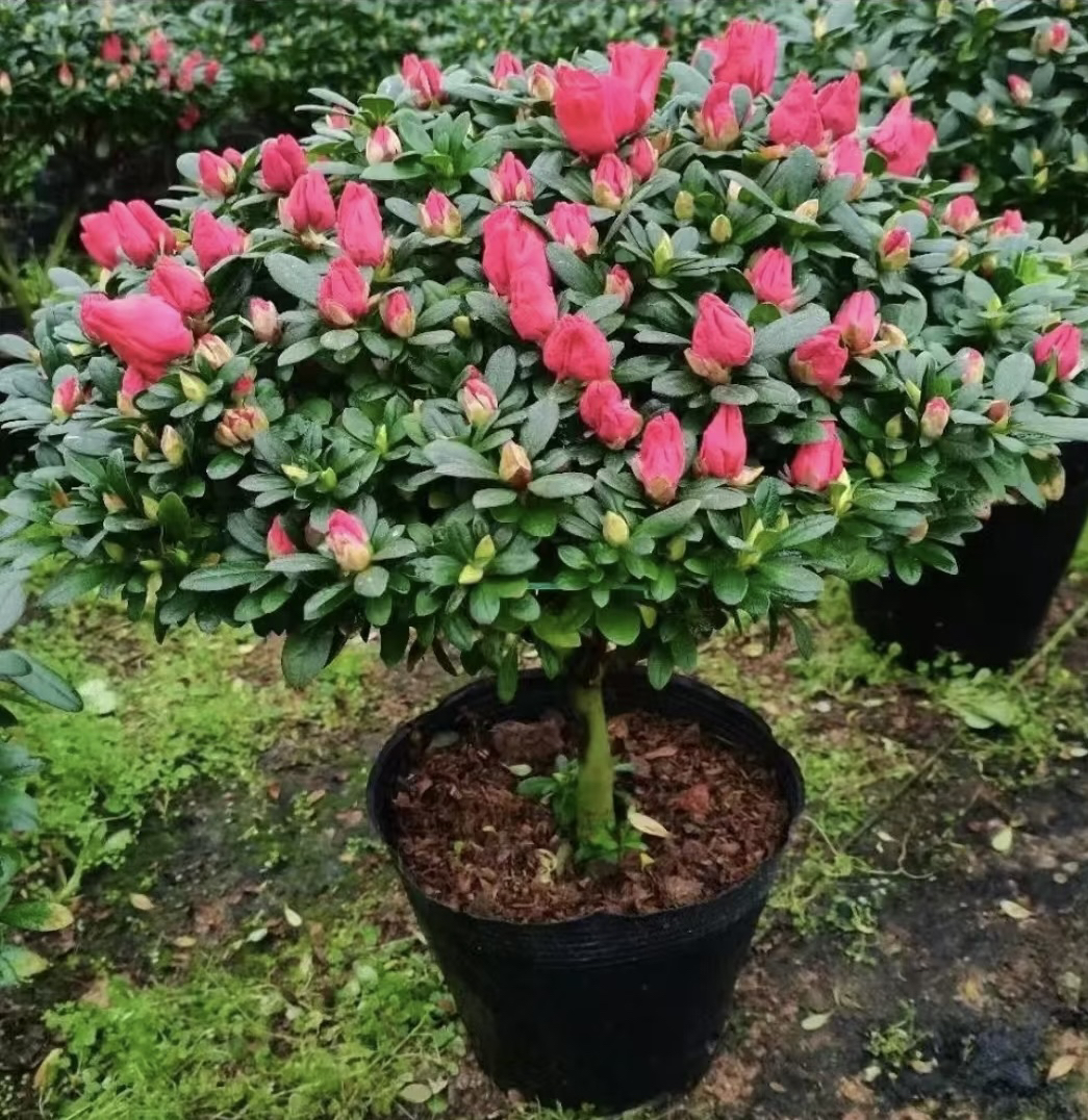 比利时中国红杜鹃花