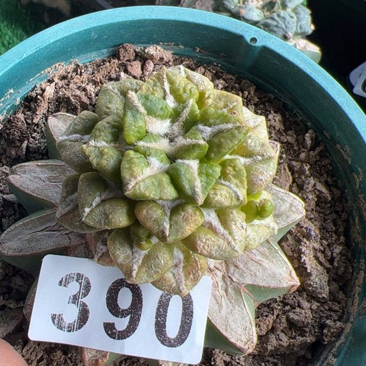 黑牡丹锦仙人球390