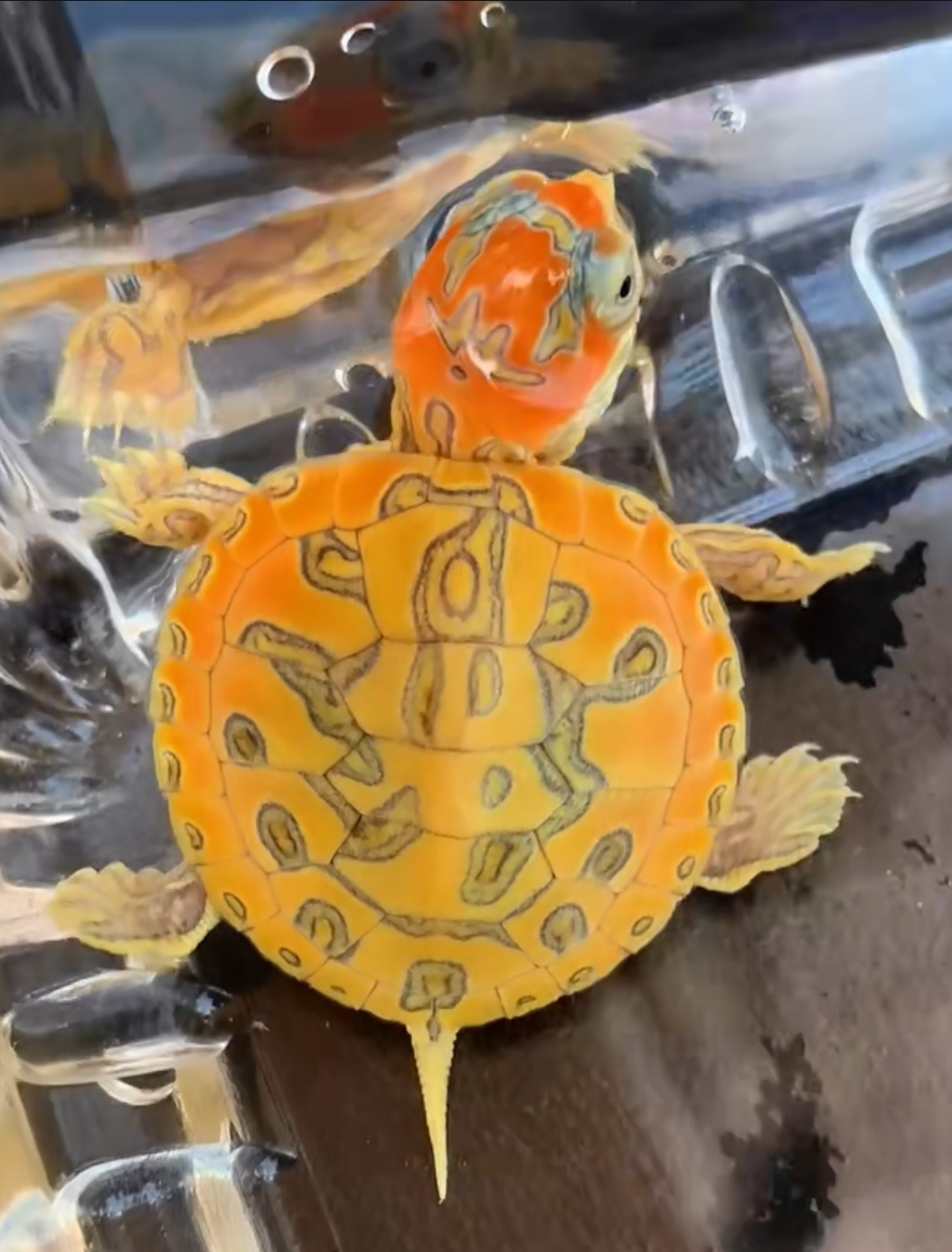 宠物龟变异巴西龟直播链接