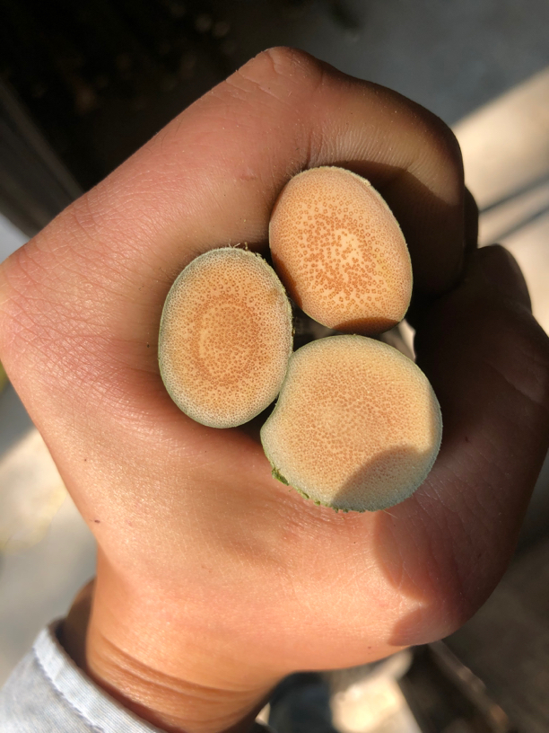 实心玉竹毛料批发直播链接(看好拍不tui不换)