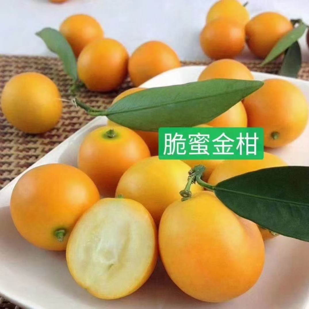 菲凡阁脆皮金桔果树苗裸根苗适合盆栽阳台种植基地直发