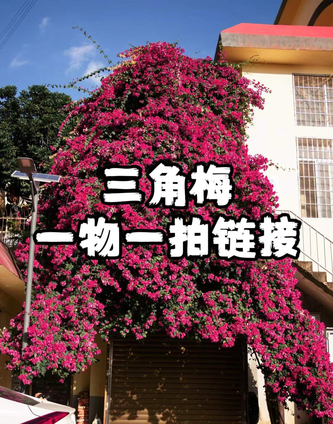 【一物一拍】三角梅盆景老桩