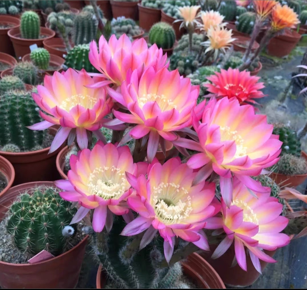 实生彩草一物一拍