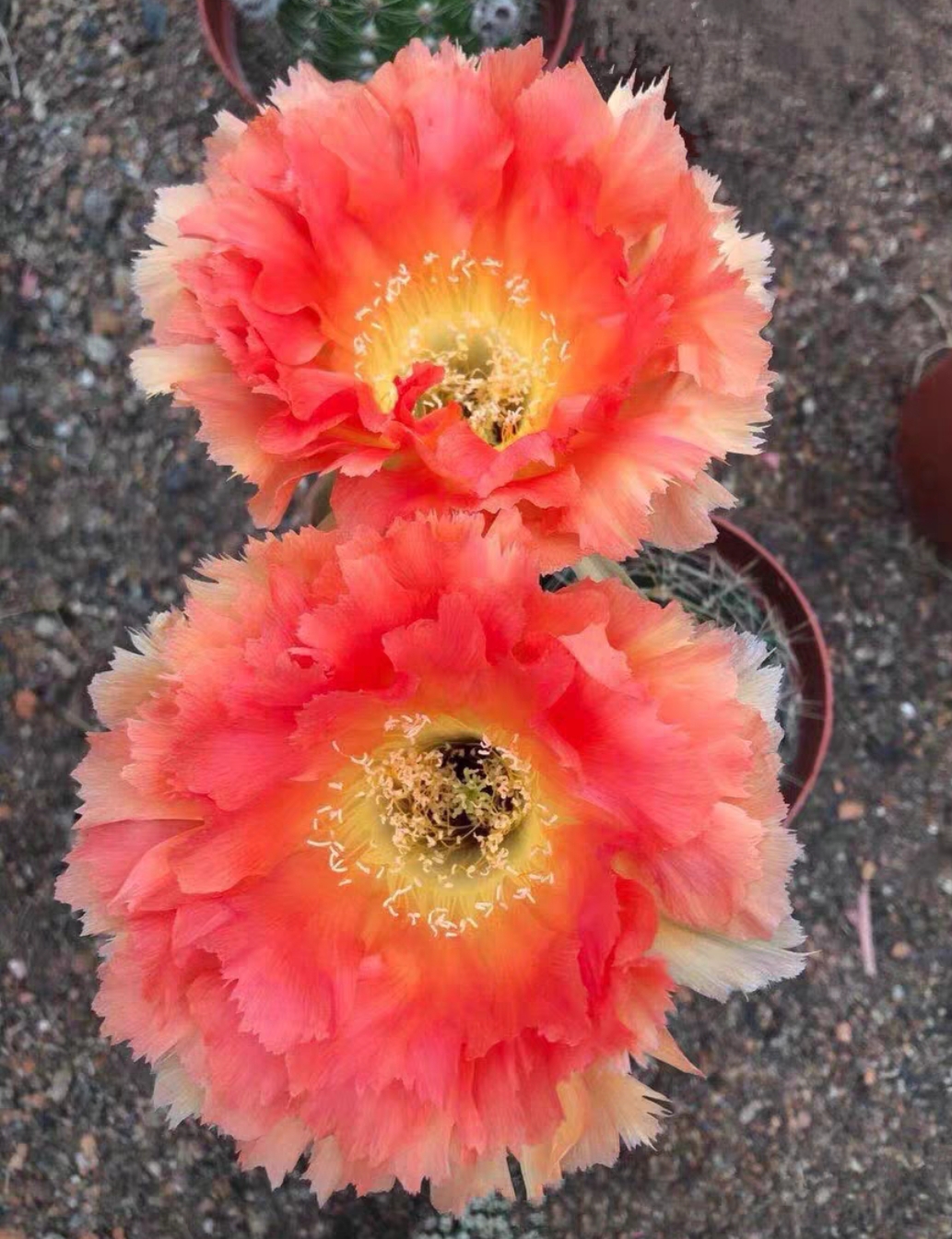 仙人球凤羽无根侧芽4公分左右