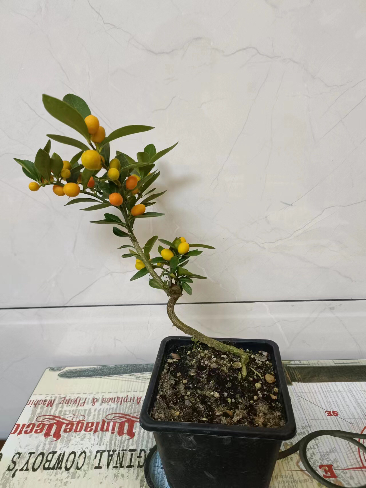金豆盆景四季常青精品
