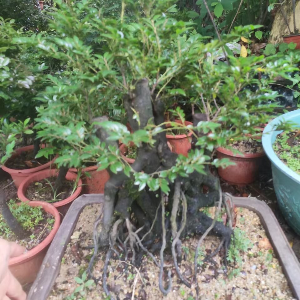 黑骨茶 山格木春花龙船花 山桔雀梅桃金娘等盆景系材
