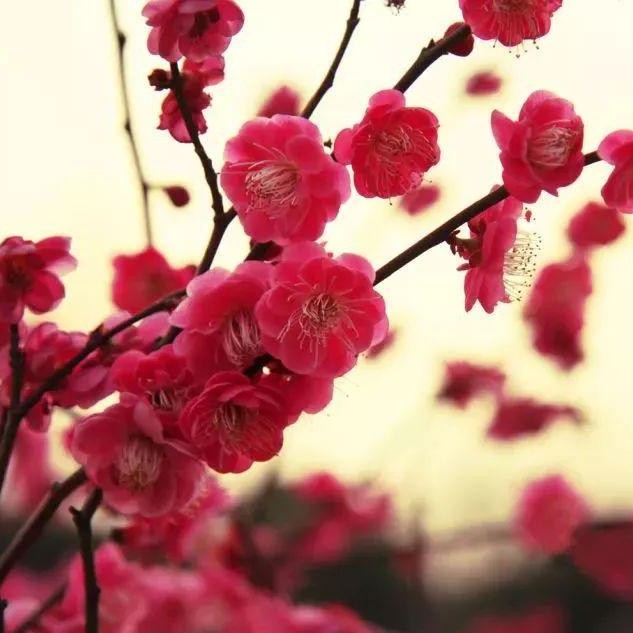 梅花盆桩包邮一物一拍