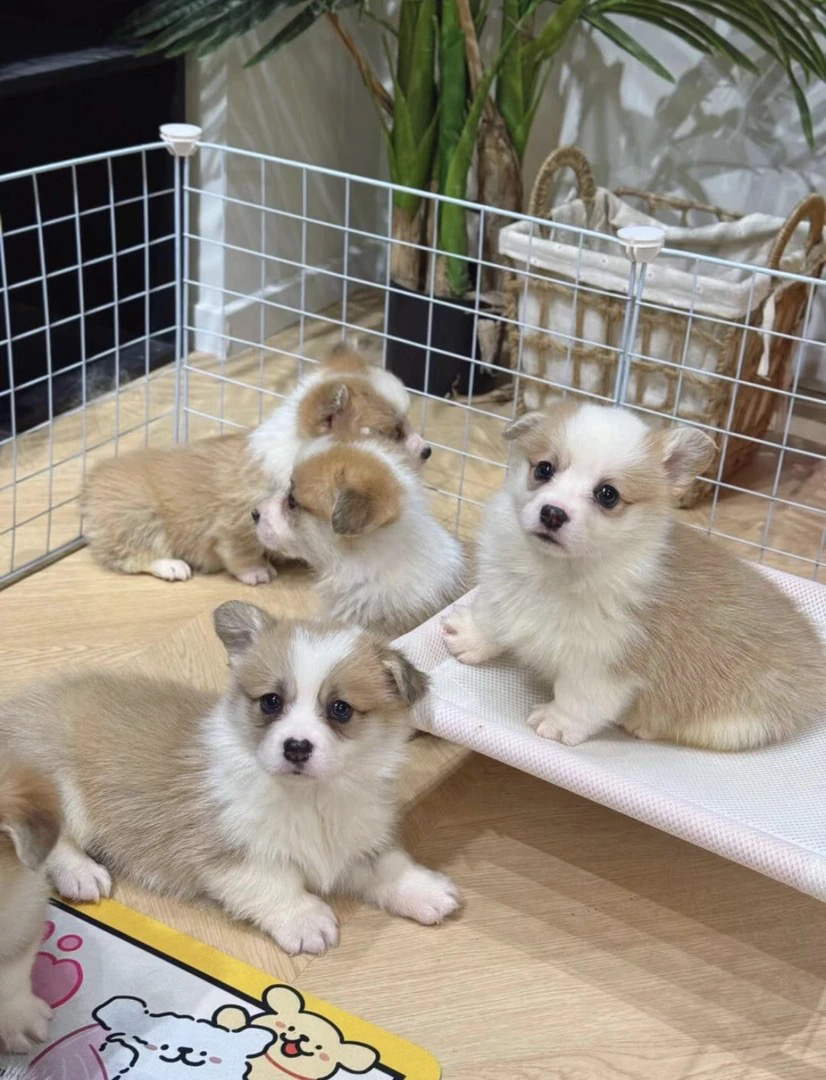 柯基犬专用航空箱