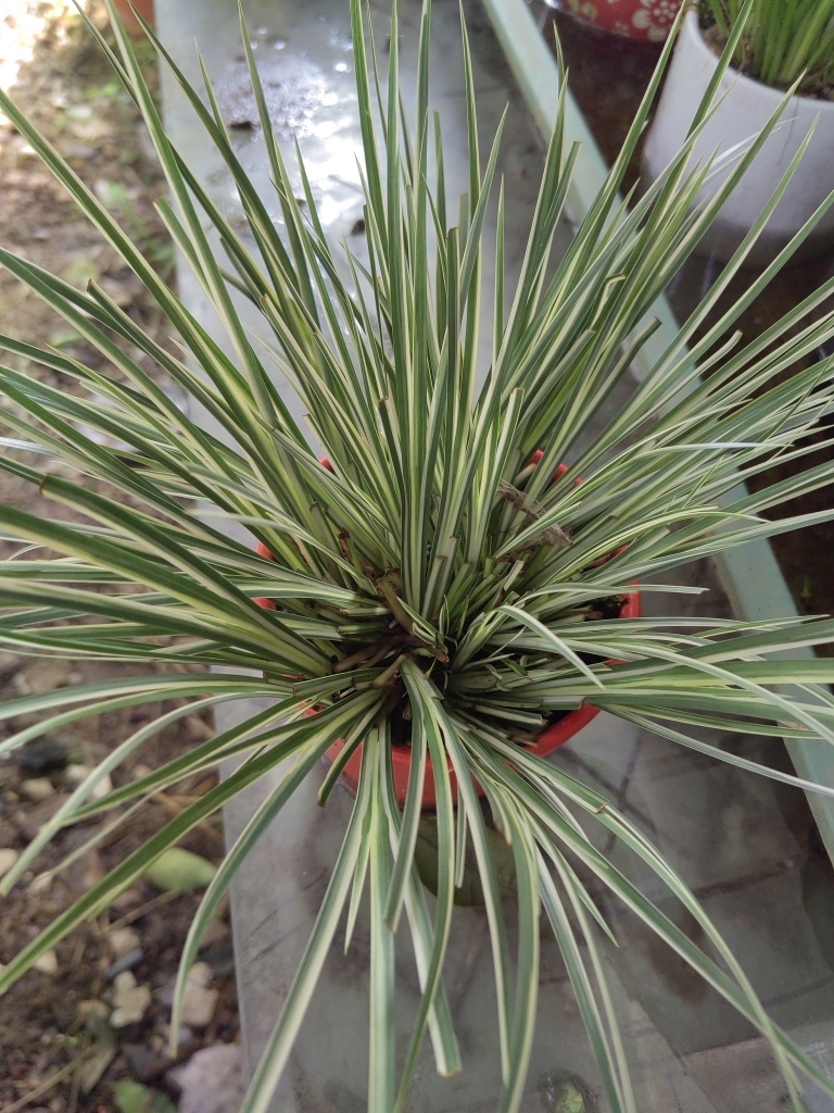 菖蒲，金凤凰，老桩，不带盆发货。