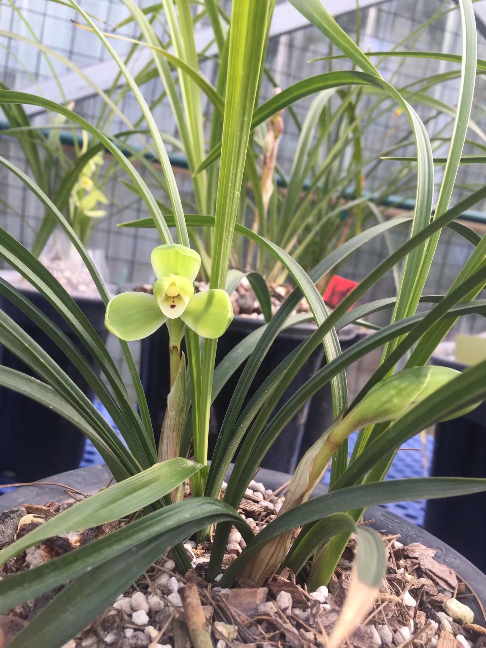 春兰宋梅，浓香型梅瓣代表。