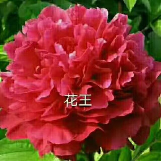 观赏牡丹花苗   花王原盆原土发货