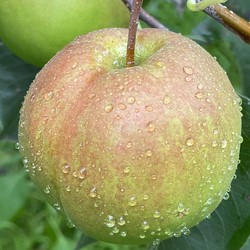 隆尧特产香梨高端水果绿色种植邢台特产包邮香梨富硒水果净果8斤