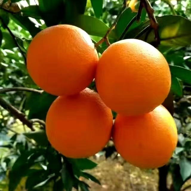 赣南脐橙  10斤装正宗产地果园直发当季新鲜水果