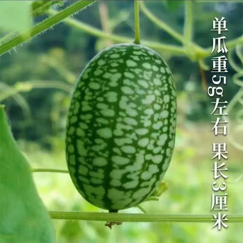 拇指西瓜水果云南迷你网红小西瓜新鲜孕妇鲜果稀奇特大号