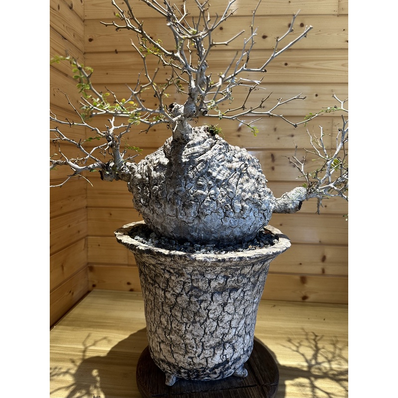 象足漆树盆景Operculicarya pachyp块根植物盆栽花卉精品老桩成株