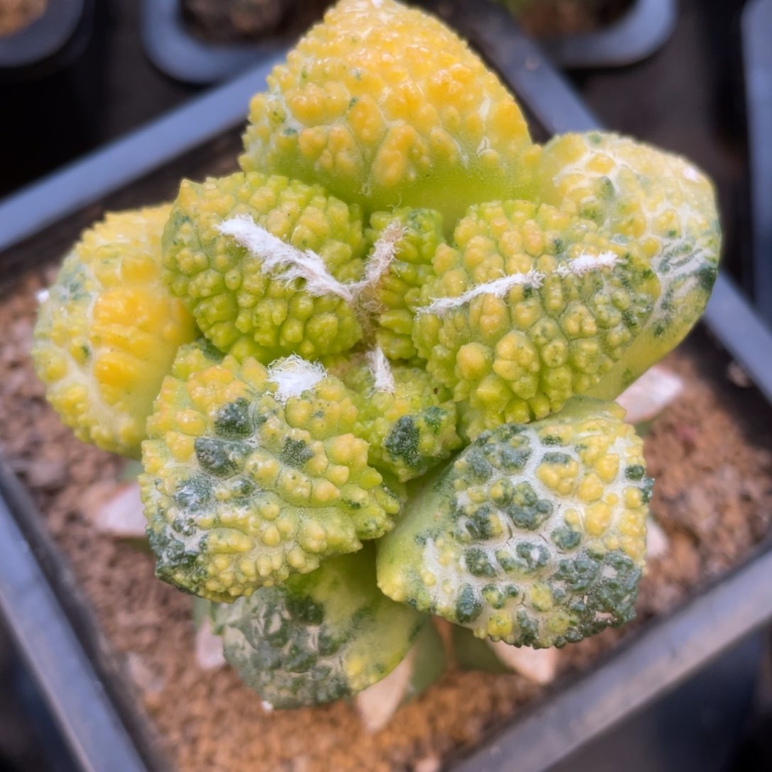 精选散斑拉丝纹锦菜花牡丹锦
